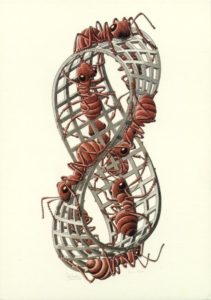 Striscia di Möbius II, xilografia a tre colori. 1963.